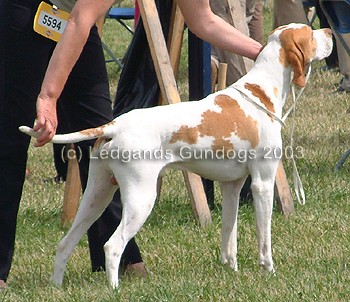 Limit Dog